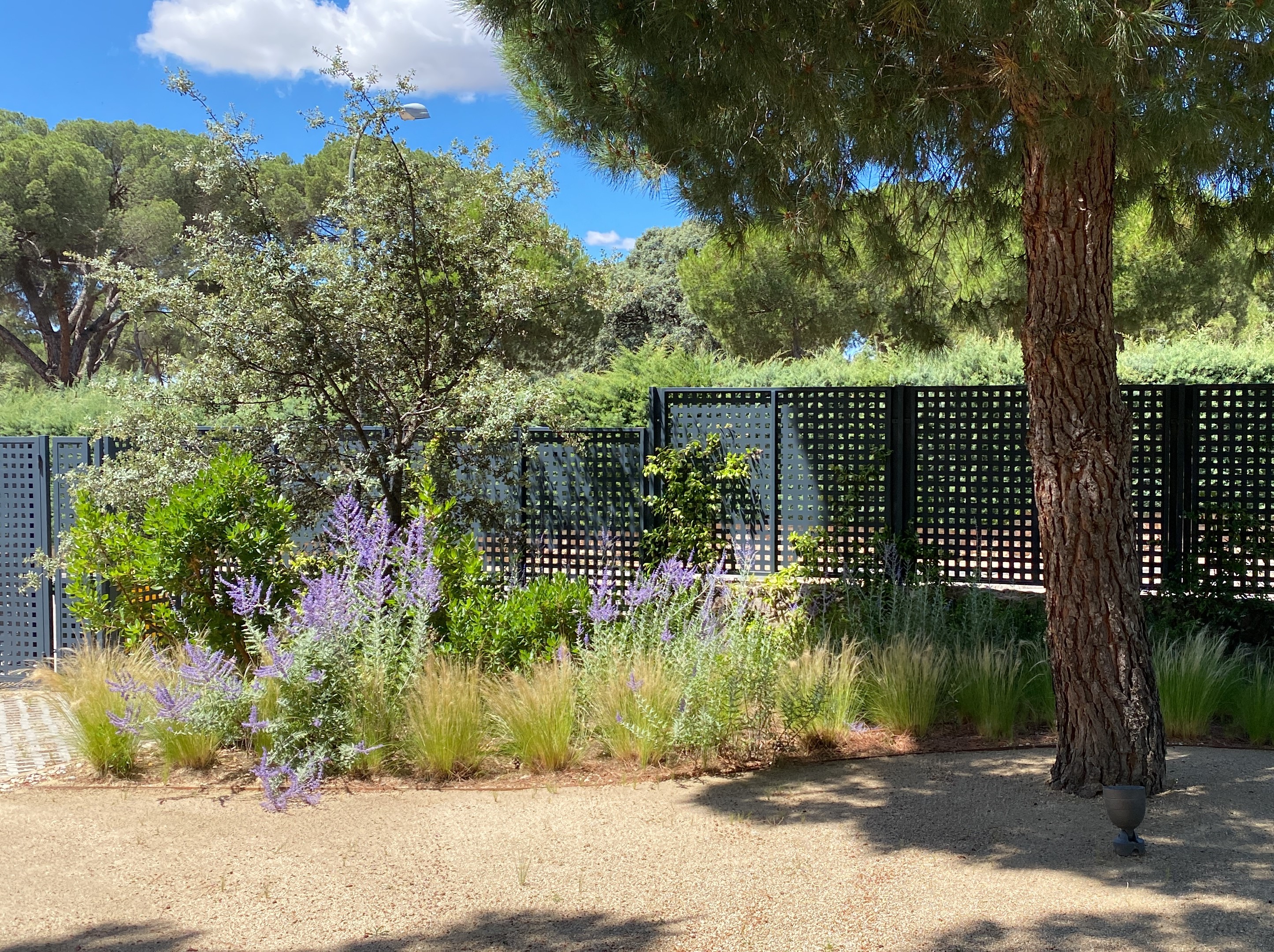 Jardín de cespitosas - Diseño de jardín por Peonia Jardines en Madrid, vista 6