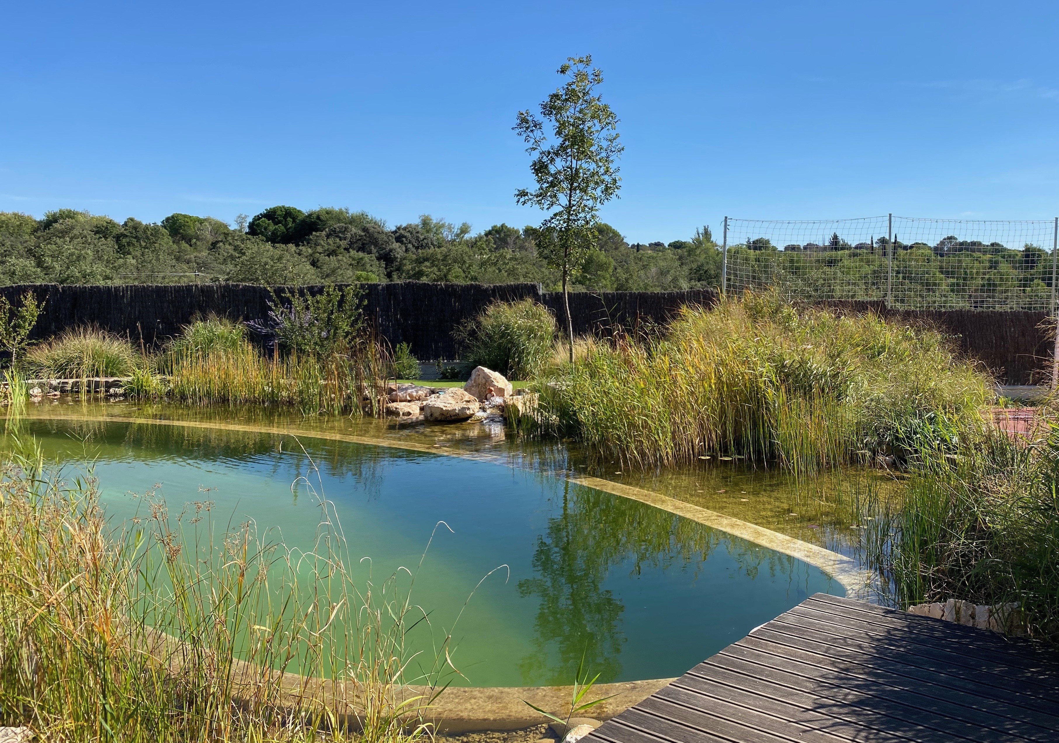 Jardín colorido - Diseño de jardín por Peonia Jardines en Madrid, vista 6