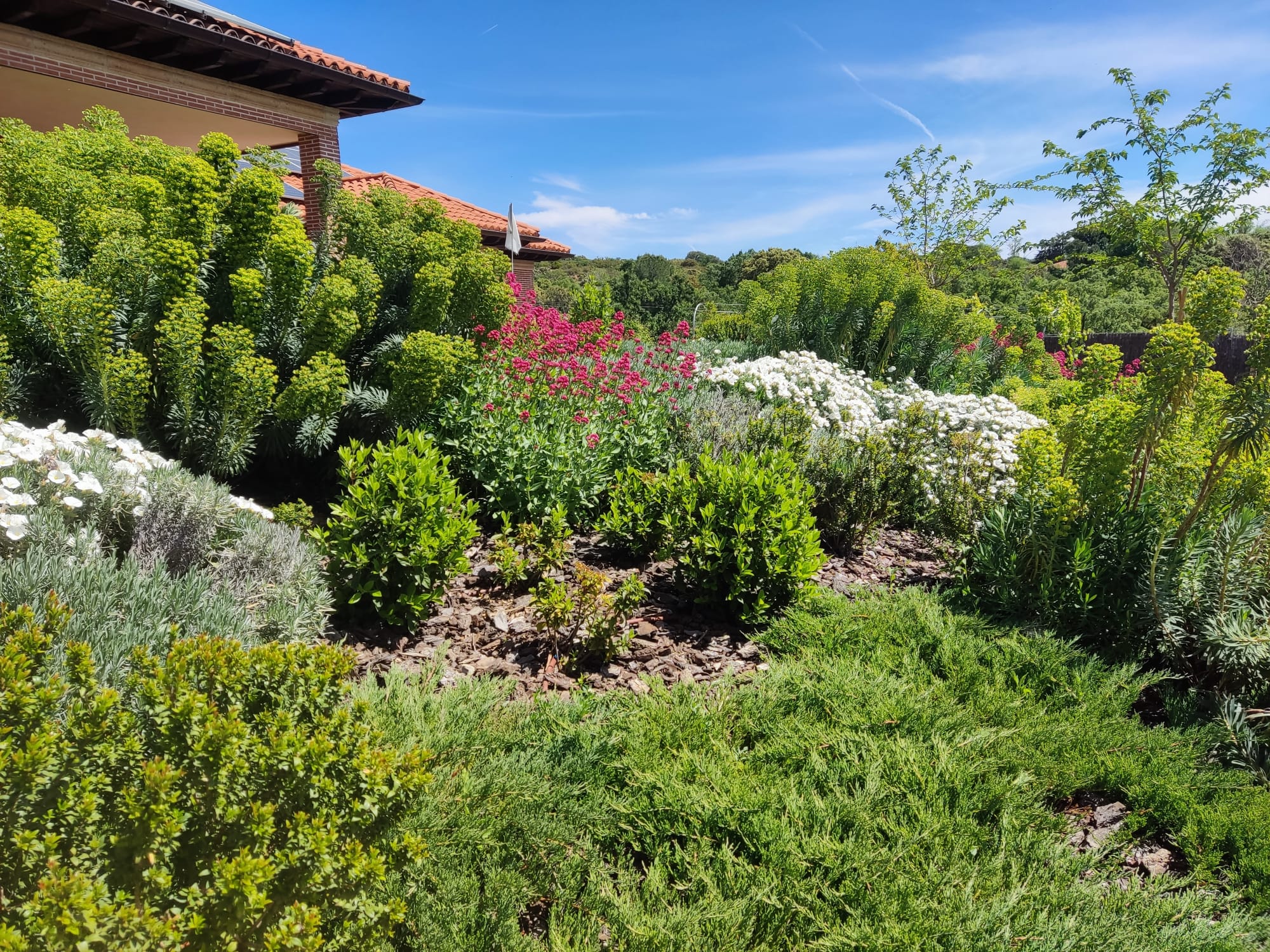 Jardín colorido - Diseño de jardín por Peonia Jardines en Madrid, vista 7