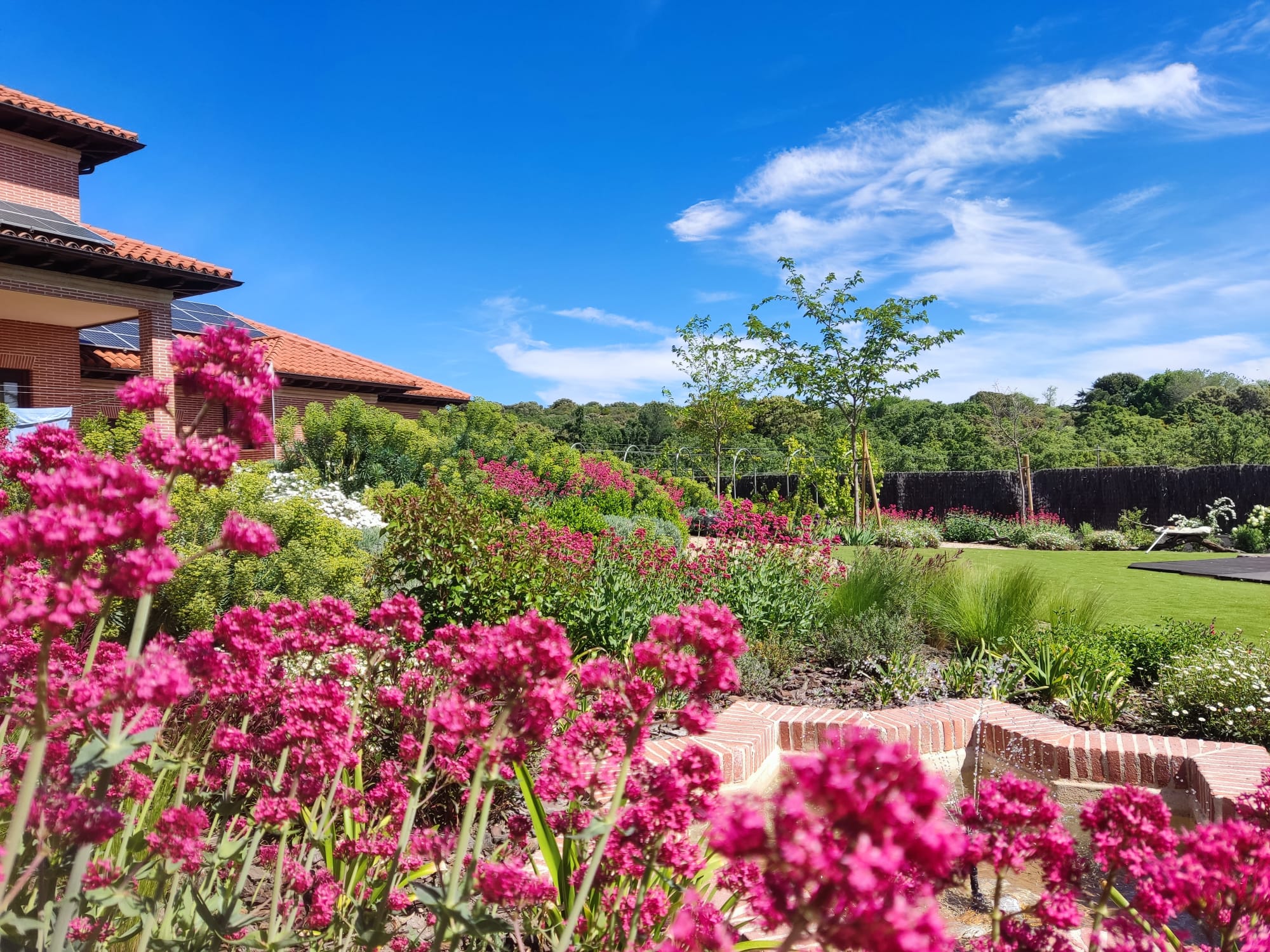 Jardín colorido - Diseño de jardín por Peonia Jardines en Madrid, vista 9