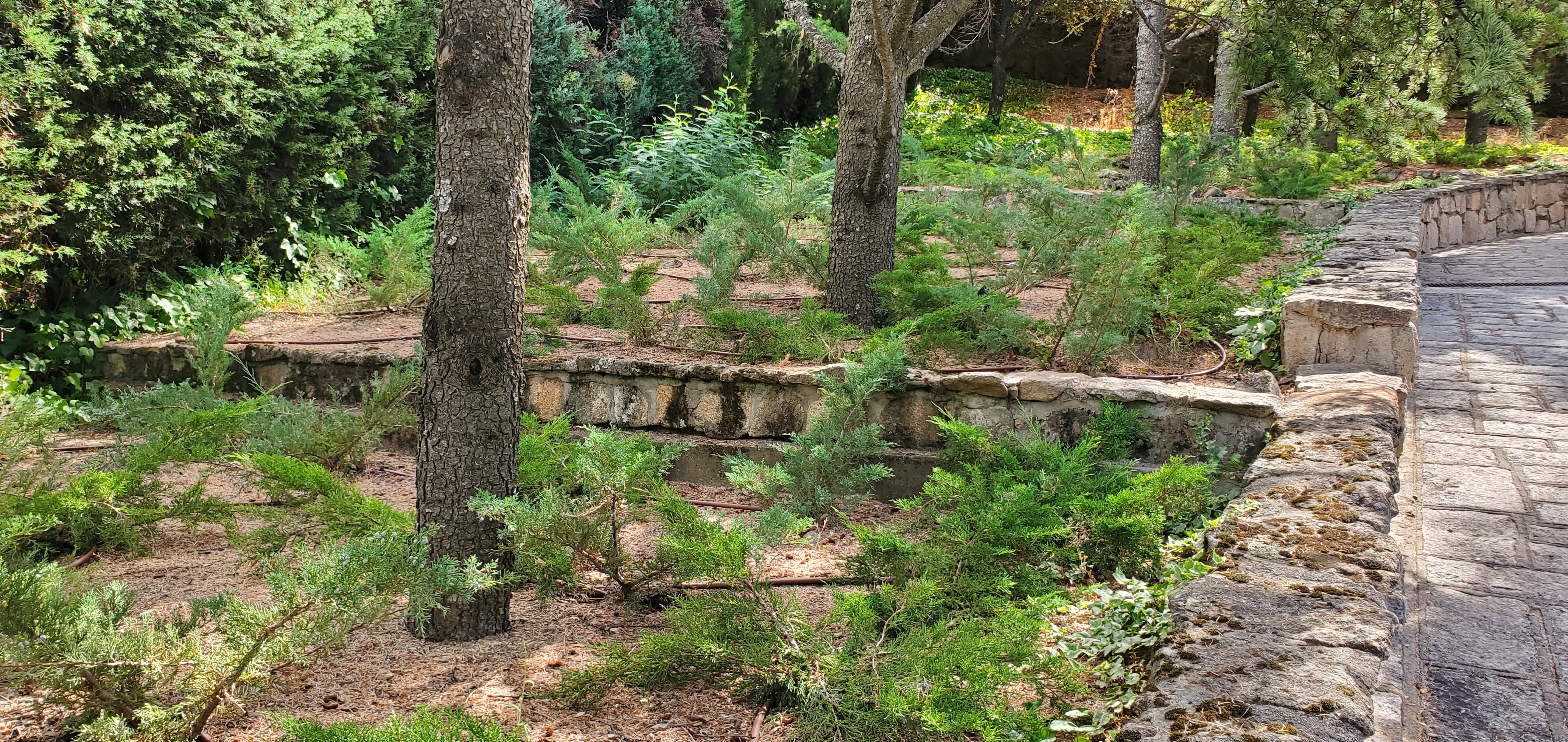 Jardín en la sierra - Diseño de jardín por Peonia Jardines en Madrid, vista 7