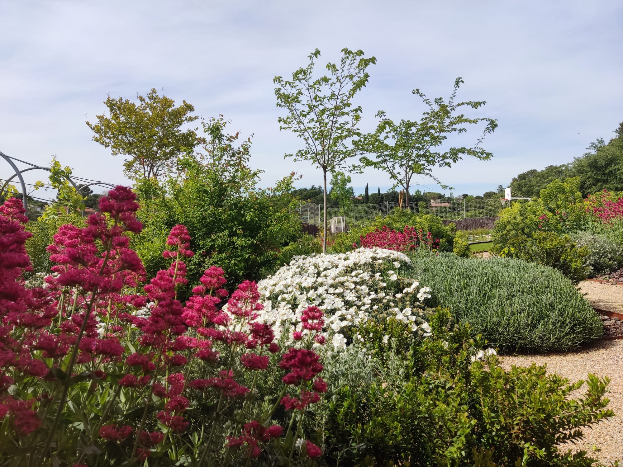 Jardín colorido - imagen 3