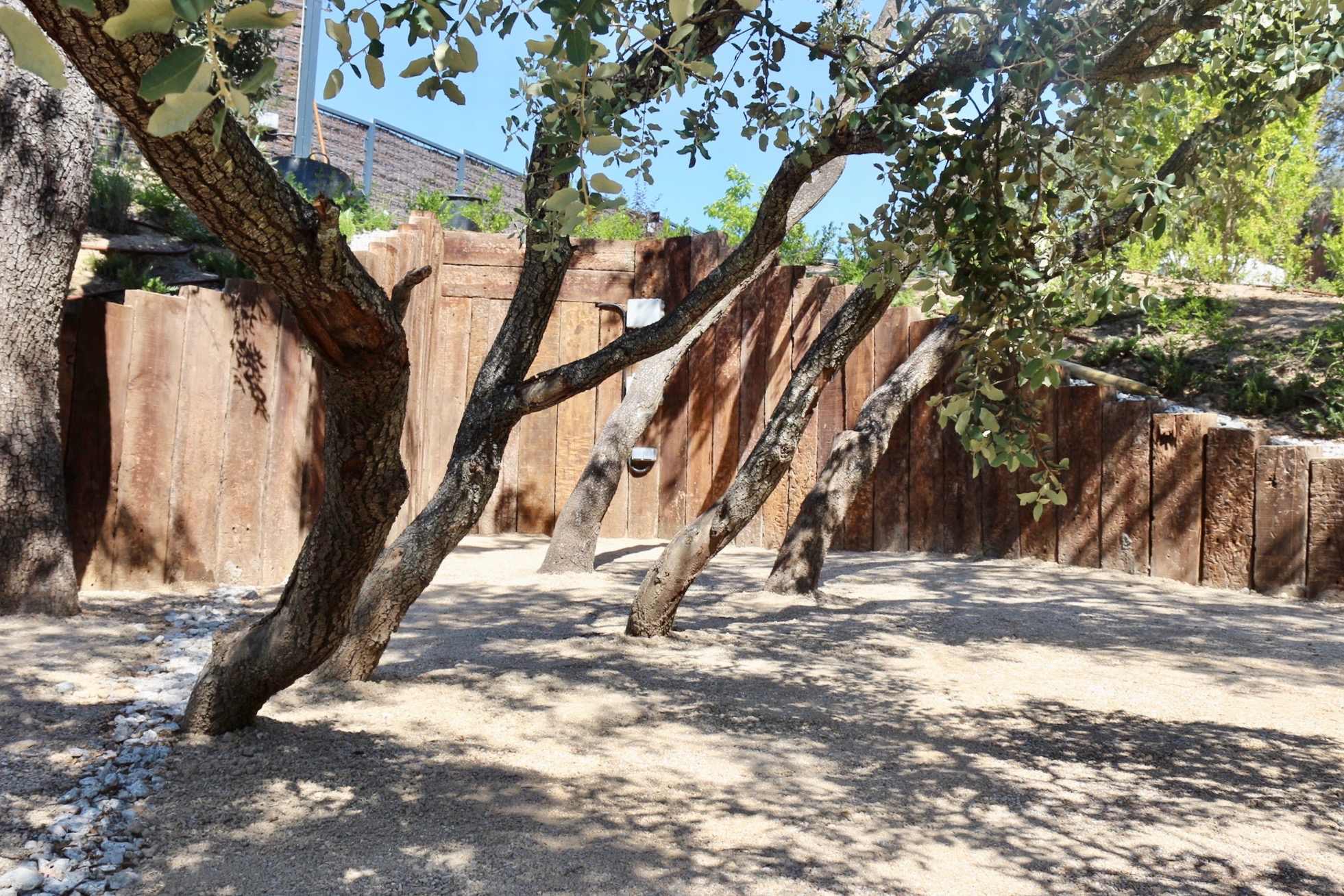 Jardín frondoso - imagen 8